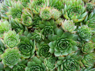 Joubarbe (Sempervivum)