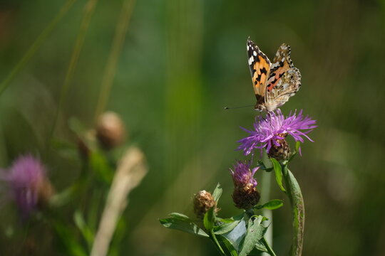 Painted lady butterfly on a purple wildflower in nature close up