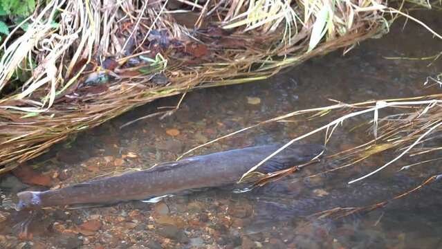 Observation of spawning of red trout in eastern Doto marsh in Hokkaido