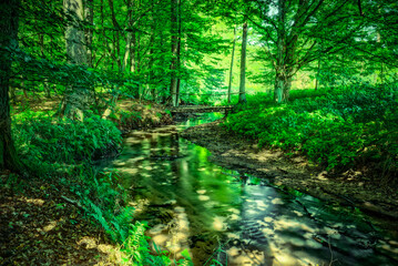 Fototapeta potok z mostkiem w zielnym ciemnym lesie obraz