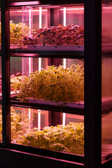 Eco organic modern smart farm in apartment. Vegetable green salad and flowers growing in hydroponic system. Plant cultivated in hydroponic system with red phyto lamp 
