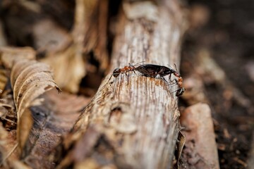 forest ant cleans the forest
