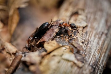 forest ant cleans the forest