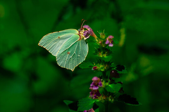 jasnożółty motyl latolistek cytrynek na zielonej roślinie