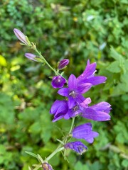 flowers in the forest