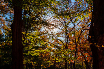 秋の札幌市・円山公園で見た、太陽光に照らされる紅葉と背景の青空