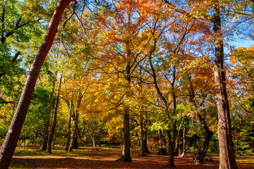 秋の札幌市・円山公園で見た、カラフルな紅葉と快晴の青空