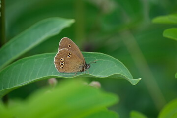 Obraz premium Close up of a brown butterfly resting on a green leaf in nature