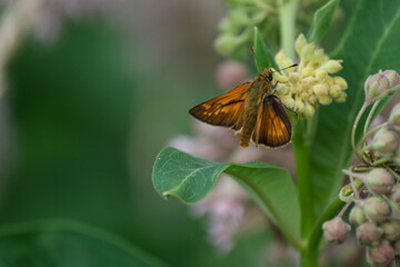 Large skipper butterfly and the butterfly flower