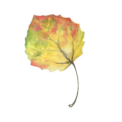 Bright autumn round leaf from aspen tree, watercolor