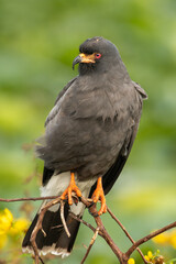Snail kite on perch
