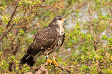 Snail kite on perch