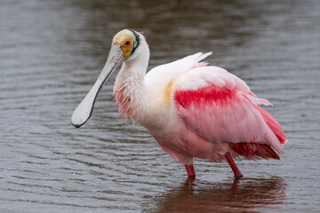 Roseate spoonbill in marsh