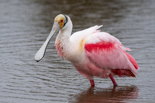 Roseate spoonbill in marsh
