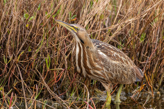 American bittern in grass