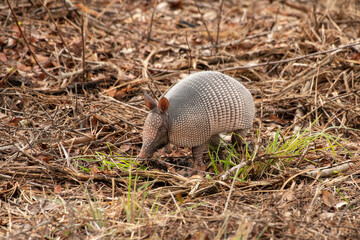 Nine-banded armadillo foraging 