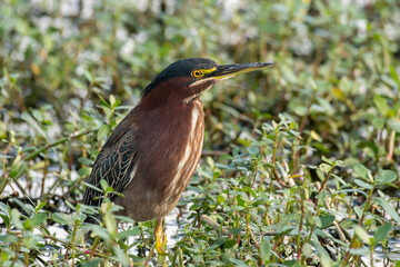 green heron