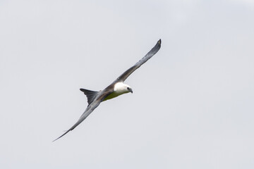 Swallow-tailed kite flying