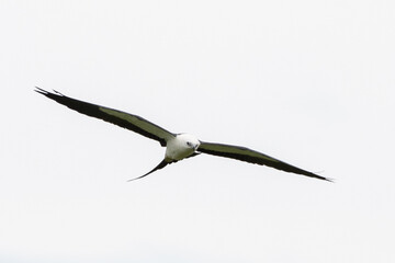 Swallow-tailed kite flying