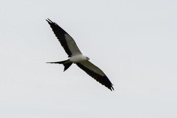 Swallow-tailed kite flying
