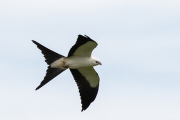 Swallow-tailed kite flying