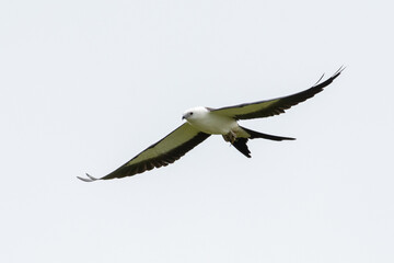 Swallow-tailed kite flying