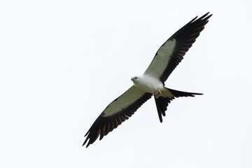 Fototapeta na wymiar Swallow-tailed kite flying
