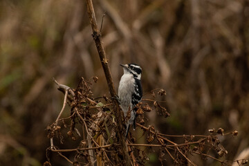 Downy woodpecker