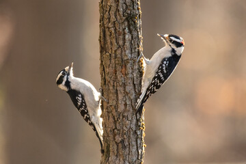 Two downy woodpeckers