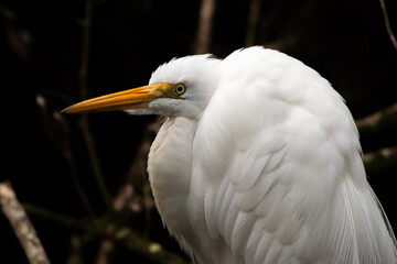 Great egret closeup