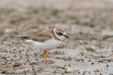 Semipalmated plover