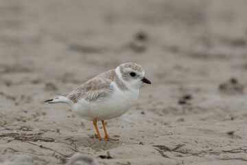 Piping plover winter plumage