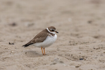 Semipalmated plover
