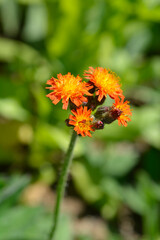 Orange hawkweed