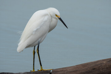 Snowy egret