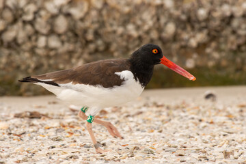 American oystercatcher