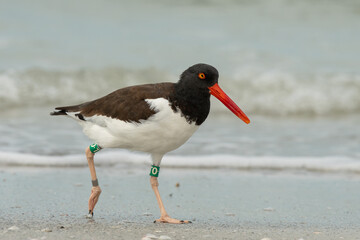 American oystercatcher