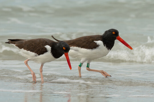 American oystercatcher