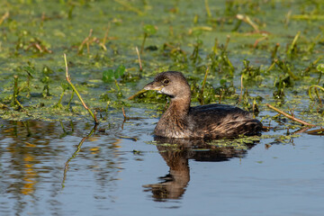 Pied-billed grebe