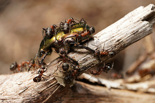 forest ants attack the golden beetle