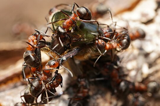 forest ants attack the golden beetle
