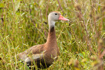 Black-bellied whistling duck 