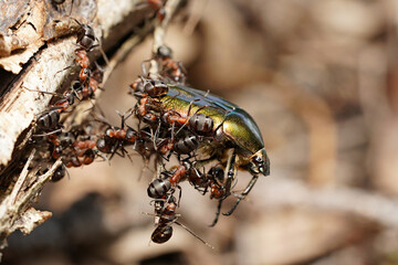 forest ants attack the golden beetle