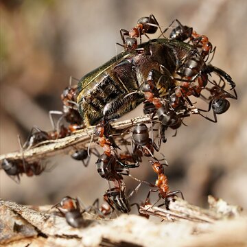forest ants attack the golden beetle