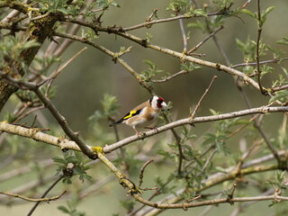 Distelfink auf Holunderbusch