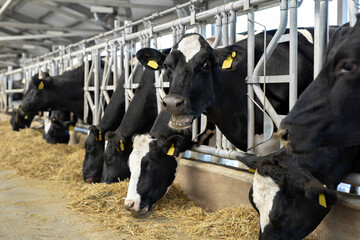 Black and white cows in a row graze on a farm, in a closed barn.