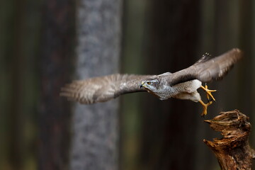 female Northern goshawk (Accipiter gentilis) flying by the forest