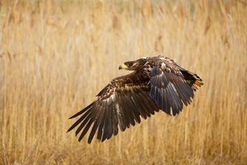 female White-tailed eagle (Haliaeetus albicilla) flying through the reeds by the lake