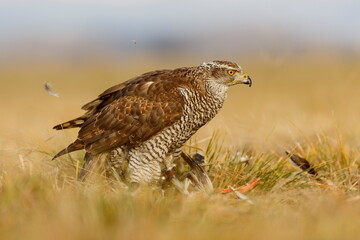 female Northern goshawk (Accipiter gentilis) she's got her prey