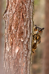 Obraz premium male Eurasian eagle-owl (Bubo bubo) is hidden behind a tree